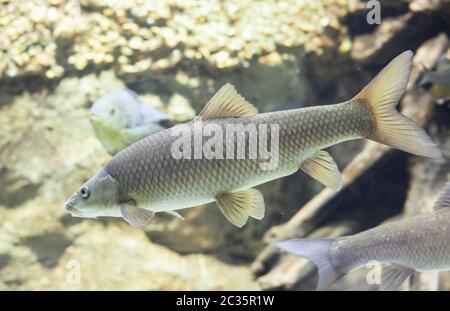 Il barbel comune maschile, Barbus barbus, è una specie di pesci d'acqua dolce, abbondanti nel fiume Guadiana, Spagna Foto Stock