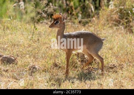 Kirk dik-dik sorge in erba occhiatura fotocamera Foto Stock