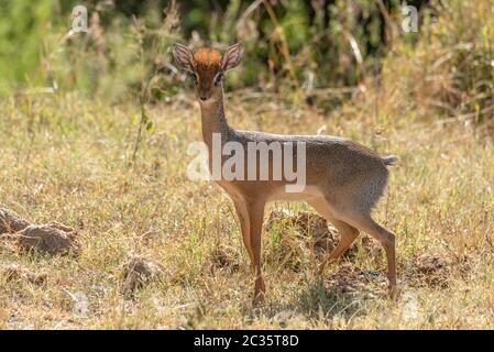 Kirk dik-dik sorge in erba guardando la fotocamera Foto Stock