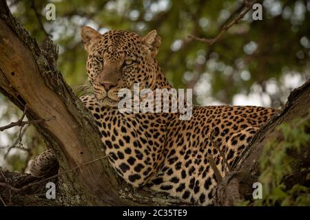 Leopard si trova sul ramo di albero guardando la fotocamera Foto Stock