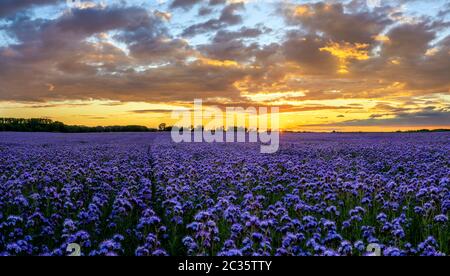 Splendido tramonto su un campo di phacelia fiorente, un paesaggio che ricorda i campi di lavanda Foto Stock