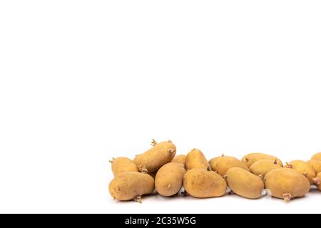 set di piantine di patate germogliate pronte per la piantagione - su sfondo bianco in studio Foto Stock