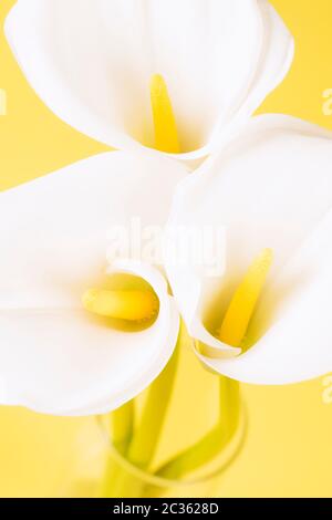 Tre fiori bianchi di calla giglio con giallo medio sono su sfondo giallo. Foto Stock