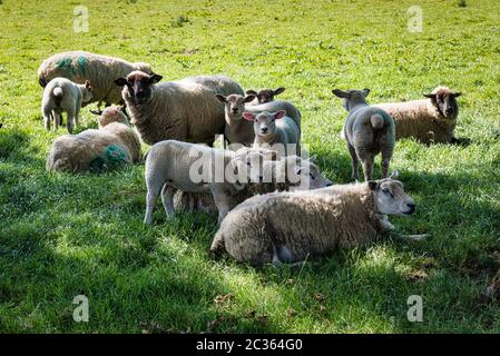 Pecore che riposano all'ombra degli alberi in Irlanda Foto Stock