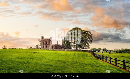 Rovine di vecchi, xii secolo Bective Abbey, grande albero verde sul lato e sul bestiame al pascolo su campo verde. Drammatico il cielo al tramonto. Conte di Meath, Irlanda Foto Stock