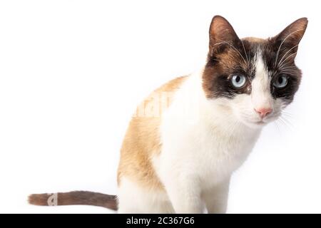 Siamese e ragdoll attraversano gatto camminando su sfondo bianco in studio Foto Stock