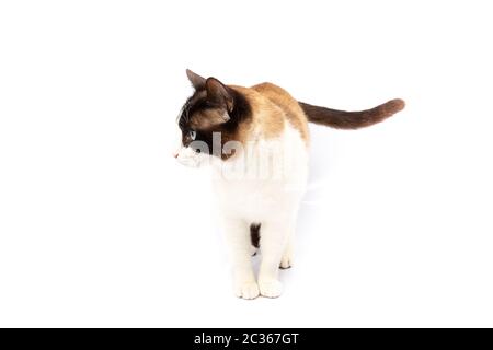 Siamese e ragdoll attraversano gatto camminando su sfondo bianco in studio Foto Stock