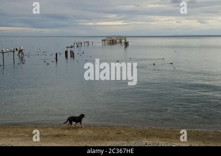 Stagcape con albiciti imperiali Leucocarbo sul mare e canina domestica vagante Canis familiaris sulla riva. Punta Arenas. Provincia di Magallanes. Magal Foto Stock