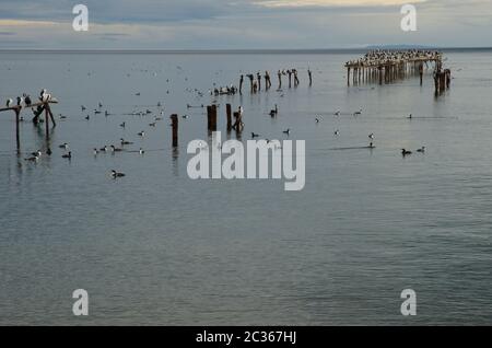 Albiciti Leucarbo imperiali nella costa di Punta Arenas. Provincia di Magallanes. Magallanes e Regione Cilena Antartica. Cile. Foto Stock