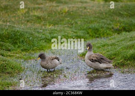 Capezzoli con ali affilati Anas flavirostris oxyptera su uno stagno. Parinacota. Parco Nazionale di Lauca. Regione di Arica y Parinacota. Cile. Foto Stock