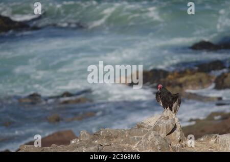 Tacchino avvoltoio Cathartes aura prendere il sole. Las Cuevas. Arica. Regione di Arica y Parinacota. Cile. Foto Stock