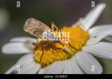 Bright Dance Fly "Empoweris livida" Foto Stock