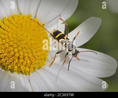 WASP Beetle 'Clytus arietis' Foto Stock