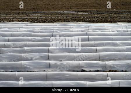 Riga flottante coperchio su un campo in Montenegro Foto Stock