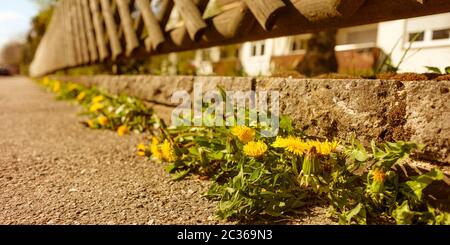 Tarassaco con fiore giallo in corrispondenza di un muro di recinzione e giardino frontale e il marciapiede Foto Stock