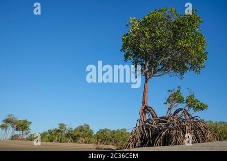 Le radici di mangrovie e mangrovie alla bassa marea, vicino a Darwin, territorio del Nord, Australia Foto Stock