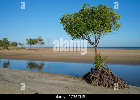 Le radici di mangrovie e mangrovie alla bassa marea, a Casuarina Beach vicino a Darwin, territorio del Nord, Australia Foto Stock