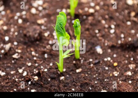 Un pisello appena germogliato gridò per aprire le sue foglie. Foto Stock