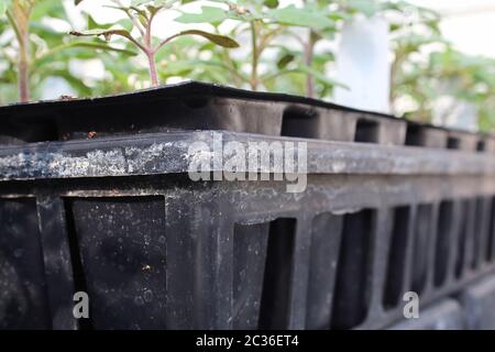 Il bordo dei pomodori che crescono in vassoi in una serra. Foto Stock