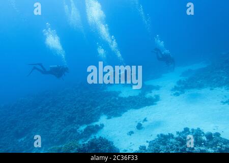 RED SEA, SHARM EL SHEIKH, EYPT - 21 NOVEMBRE 2019: Gruppo di subacquei che si tuffano in fondo al mare tropicale a grande profondità Foto Stock