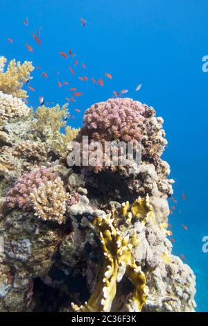 Colorata barriera corallina ai piedi del mare tropicale, violetto Cauliflower Coral e anthias pesci, paesaggio subacqueo Foto Stock