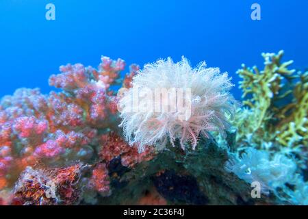 Colorata barriera corallina ai piedi del mare tropicale, bianco polyp coral pulsante, paesaggio sottomarino Foto Stock