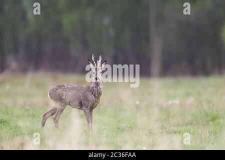 ROE Deer buck in cambio di cappotti e si fissa su un prato di palude Foto Stock