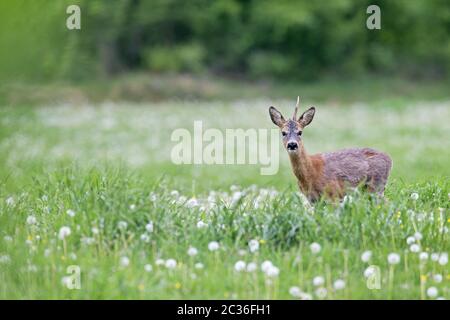 European Roe Deer un vecchio buck pazzo su un prato Foto Stock