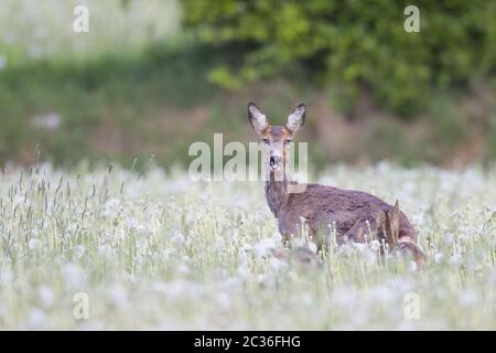 ROE Deer Doe e fawns si trovano su un prato e osservare l'allarme del fotografo Foto Stock