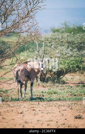 Orice dell'Africa orientale, orice di Oryx beisa o Beisa, antilope nel parco nazionale dell'lavaggio in Etiopia. Foto Stock