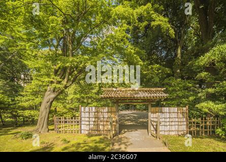 Piccola porta interna di bambù del giardino di Rikugien sotto gli alberi d'acero che lasciano i raggi di t Foto Stock