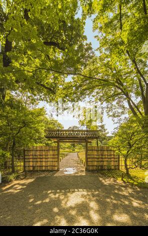 Piccola porta interna di bambù del giardino di Rikugien sotto gli alberi d'acero che lasciano i raggi di t Foto Stock