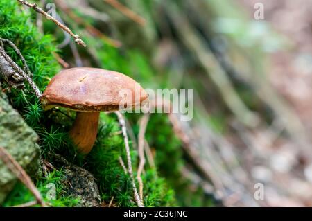 Imleria badia, comunemente noto come il bay bolete, funghi commestibili nella foresta Foto Stock