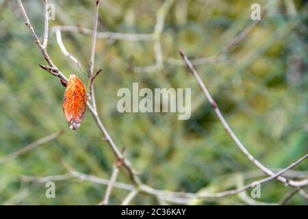 Ultimo rosso foglia sull albero nella stagione autunnale, spazio di copia Foto Stock