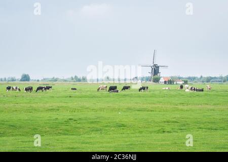 Classica scena olandese con mucche e mulino a vento tradizionale in un prato verde Foto Stock