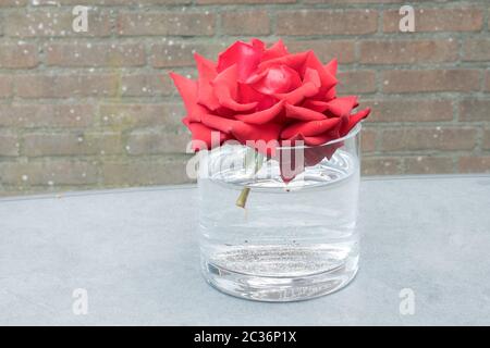 Rosa rossa galleggianti in vaso d'acqua. Decorazione domestica. Foto Stock