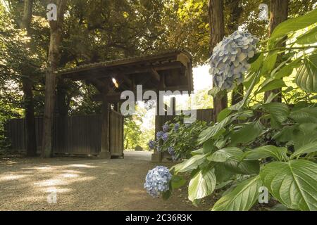 Porta interna del Giardino Rikugien a Tokyo in legno e piastrelle e idrangee viola nel sole Foto Stock