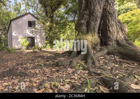 Grande tronco centenario di acero che rivela grandi radici di fronte a un cottage giardiniere nel giardino di Foto Stock