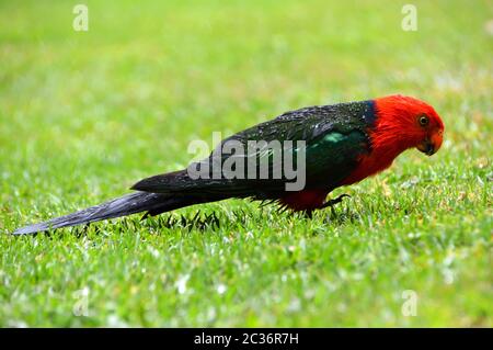 Un singolo maschio Parrot re nella pioggia sull'erba Foto Stock