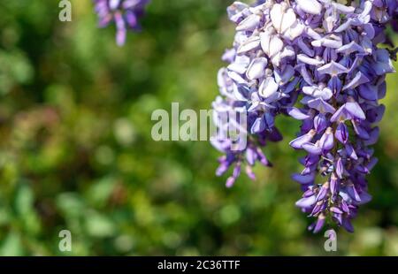 sfondo da wisteria primo piano. fioritura wisteria. concetto di primavera estate. scatto sfocato Foto Stock