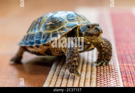 tartaruga svegliarsi sulla moquette a casa Foto Stock