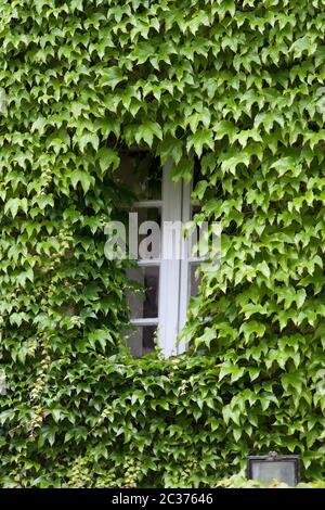 Edificio coperto con vite per uva. borgogna, Francia Foto Stock