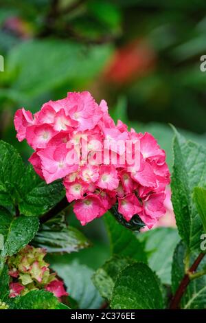 Fiori rosa di Hydrangea macrophylla 'Midnight Blue' - con bratte rosa/rosso che crescono su terreno alcalino Foto Stock