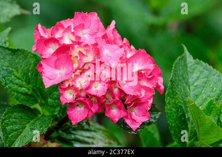 Fiori rosa di Hydrangea macrophylla 'Midnight Blue' - con bratte rosa/rosso che crescono su terreno alcalino Foto Stock