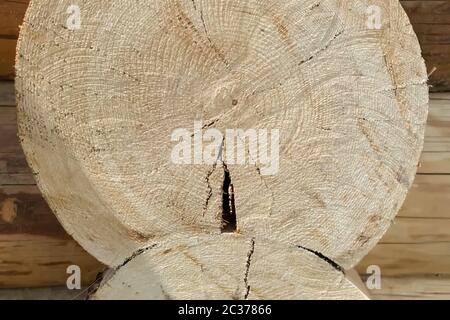 Taglio di tronchi di pino. Anelli di legno. Costruzione in legno. Foto Stock