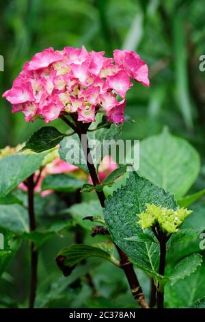 Fiori rosa di Hydrangea macrophylla 'Midnight Blue' - con bratte rosa/rosso che crescono su terreno alcalino Foto Stock