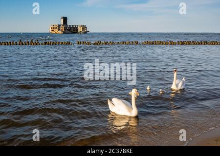 Cigni durante la stagione estiva sul Mar Baltico Foto Stock