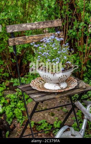 decorativo ancora vita con non dimenticare i fiori in vecchia ciotola di smalto su sedia di legno in un giardino di campagna Foto Stock