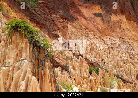 In arenaria rossa e formazioni di aghi (Tsingys) in Tsingy Rouge Park in Madagascar, Africa Foto Stock