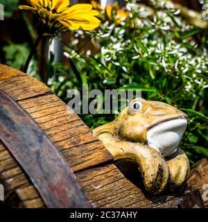 Rana in vaso decorativo che guarda fuori da un barile pieno di fiori Foto Stock